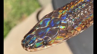 Sunbeam snake update March 2020 [upl. by Orvan905]