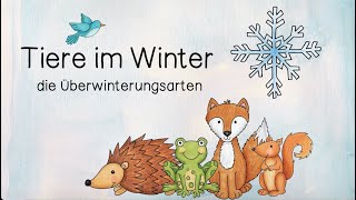 Tiere im Winter  Überwinterungsstrategien  Winterschlaf Winterruhe Winterstarre Winterflucht [upl. by Titus]