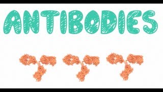 Antibodies  Biology Tutorial [upl. by Stace]