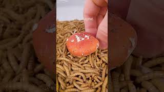 Mealworms vs POISONOUS MUSHROOM [upl. by Eastman]