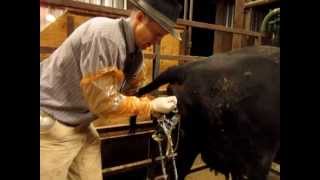 Calving Assistance  How To [upl. by Ilyse837]