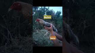 Bulick manokmanokreels rooster alagangmanok manokpanabong everyone [upl. by Neiv]