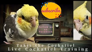 Teach Your Cockatiel New Whistling Tricks 🐦🎵 cockatieltraining cockatiel pets live [upl. by Faletti589]