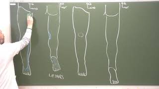 MI12  Espaces superficiels du membre inférieur Superficial fascia of the lower limb [upl. by Allicserp778]