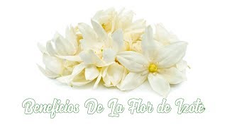 Beneficios De La Flor de Izote [upl. by Pros]