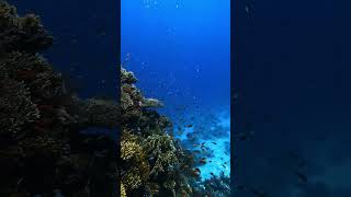 Red Sea corals ❤️🤿 divewithelhamy gopro explore shortsvideo shortvideo shorts short reels [upl. by Ibmat181]