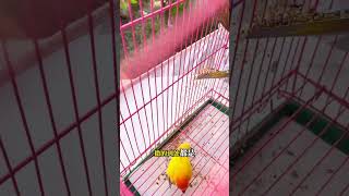 Put this splashproof net cover on the bird cage no need to clean let you enjoy the fun of rai [upl. by Pitt120]