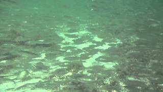 Cayo Ensenachos Cuba Snorkeling on Megano Beach Snappers and Sardinas [upl. by Eenet880]