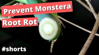 Prevent Monstera Root Rot [upl. by Adlesirhc]