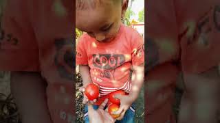 Tomato farm harvesting tomato 🍅 tomato packing 🧳 tractor  little baby [upl. by Yelnek651]