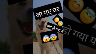 Ghar pe le aaya 533 vairalshort trendingvairalshorts doglover puppy dog 533 Doradog385 [upl. by Adnal]