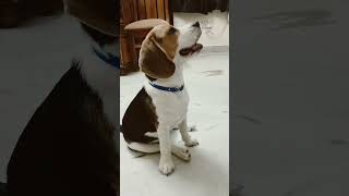 😎Talkative Mylo😅😀beagledog love pets cutedog cute doglover shortsfeed barking [upl. by Sou228]