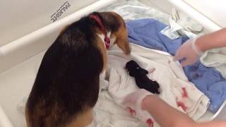 Beagle Giving Birth to Puppies mum and baby first moments [upl. by Dleifyar933]