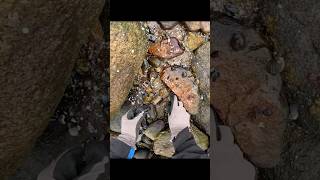 Flipping Rocks For Crabs  Good Harvest Part 2 [upl. by Malchy]