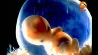 Human Embryo Development  The scientific miracles of Quran [upl. by Yemac544]