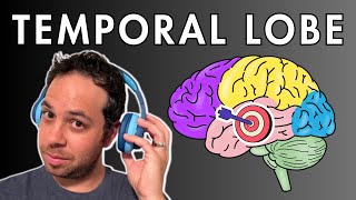 The Temporal Lobe  Location and Function [upl. by Nerrot]