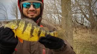 Beaverton Perch Fishing near Talbot River Lake Simcoe [upl. by Lawley]