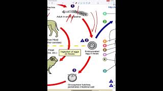 Echinococcus granulosus [upl. by Neely]