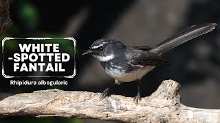 Whitespotted Fantail  Rhipidura albogularis birds trending nikonp950 [upl. by Ellenehs633]