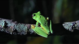 Best Of Frogs  Top 5  BBC Earth [upl. by Noach601]