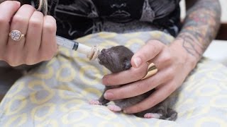 How to Syringe Feed a Newborn Kitten [upl. by Rebekkah732]