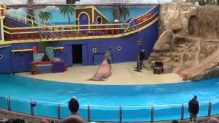 SeaWorld Orlando  Clyde and Seamore Take Pirate Island  CompleteFull video [upl. by Atinas]