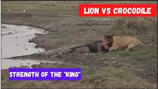 Lion Vs Crocodile  Incredible Tug of War [upl. by Ellimaj658]