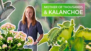 Most Prolific Succulent Ever Kalanchoe Care Guide [upl. by Noryt]