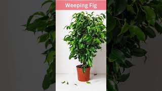 5 Best Tall Houseplants [upl. by Anolahs891]