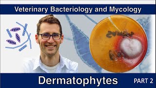 Dermatophytes Part 2  Veterinary Bacteriology and Mycology [upl. by Oneil59]