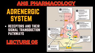 Adrenergic System Basics  Receptors and their Signal transduction  ANS pharmacology L5 [upl. by Gabriello]