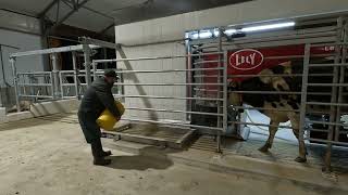 First Cow Milked in Our WeCover Lely Robot Barn October 1 2024 [upl. by Nedyrb536]