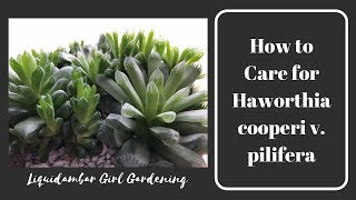 How to Care for Haworthia cooperi v pilifera [upl. by Yedarb]