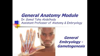 General Embryology – Gametogenesis  Arabic narration [upl. by Relyat850]