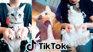 IMITANDO TIK TOK con MIS GATOS [upl. by Utica960]