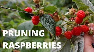 PRUNING EVERBEARING RASPBERRIES  The 2 Methods [upl. by Akessej]