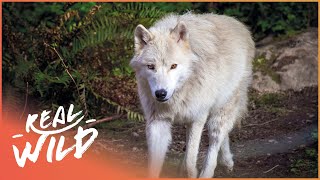 Pack Life At Yellowstone National Park  White Wolf  Real Wild [upl. by Alguire]