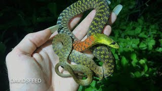 Red Necked Keelback excreting poison  Herping Thailand [upl. by Aurelia]