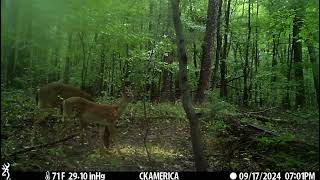 Whitetail Doe and Fawn losing spots trailcamera whitetaildeer deer CKAMERICA [upl. by Ahsait]