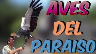 Aves del paraíso con Paco Navarro  Portaventura 2016 [upl. by Adnav]