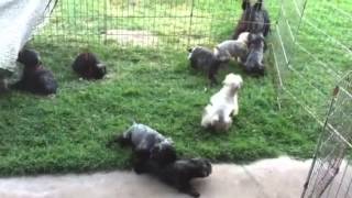 Cute Bouvier des Flandres puppies playing and bouncing [upl. by Asilehc]