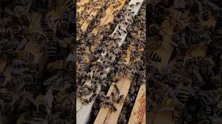 Les abeilles ces la vie protégeons les Soutenez l apiculture françaiseapiculturebeekeepingshorts [upl. by Kere]