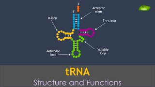 tRNA Structure and Functions of tRNA  Basic Science Series [upl. by Ayarahs]