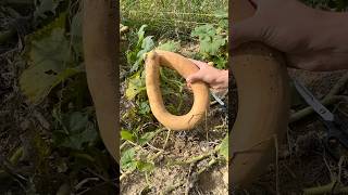 Incredible Trombetta Pumpkin Harvesting asmr garden pumpkin trombetta harvest satisfying [upl. by Oer596]