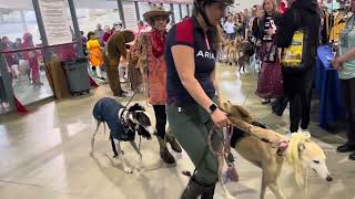 Greyhounds Invade Gettysburg 2024 [upl. by Theis]