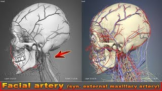 Facial artery syn external maxillary artery Arteries of head and neck  3D Human Anatomy  Organs [upl. by Ahsinaj873]