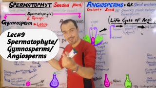 Spermatophyte plants and its groups Gymnosperms Angiosperms amp its cycle detail lecture in Hindi [upl. by Boggers]