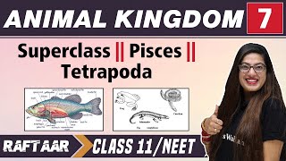 Animal Kingdom 07  Superclass  Pisces  Tetrapoda  Class 11NEET  RAFTAAR [upl. by Ashbey519]