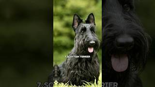 Top 10 loudest barking dog in the world😵Which one is your favorite🐶 [upl. by Nosaes658]