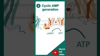 cell signallinggpcrreceptorshortvideo [upl. by Birkett690]